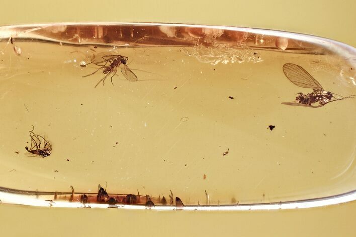 Fossil Dark-Winged Fungus Gnat, True Midge & Moth Fly in Baltic Amber #381297